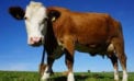 All the food we eat has been modified by humans All the food we eat has been modified by humans
